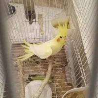 فروش عروس هلندی