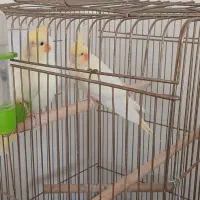 عروس هلندی مولد