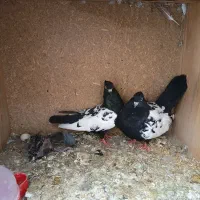 جفت سینه کاکلی با جوجه