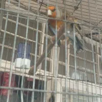 سهره‌‌قناری‌