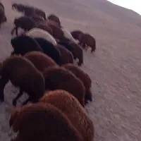 بره نرپای پروار
