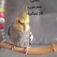 چهار عدد عروس هلندی چند نژاد