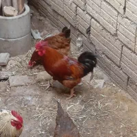 یک دانه خروس جوان