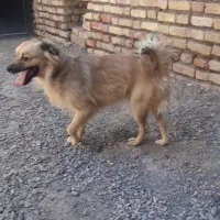 سگ پا کوتاه