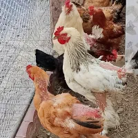 ۳عدد خروس برهما
