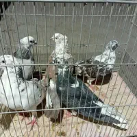 کبوتر پرشی