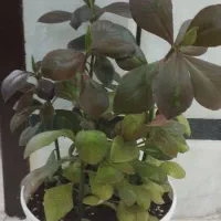 گل و گیاه|گل و گیاه طبیعی|زاهدان, |دیوار