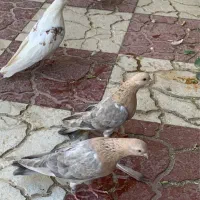 تعدادی کبوتر یکجا یا تکی