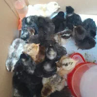 جوجه دورگ گلین