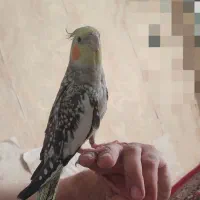 عروس هلندی سالم سرحال نر و ماده بازیگوش