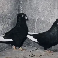 کبوتر