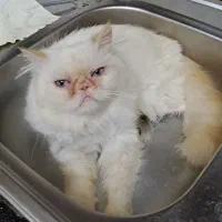 گربه پرشین سوپر فلت
