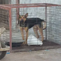 سگ نگهبان