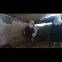 طوقی ماده سیا واشری