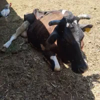 گاو