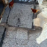جوجه