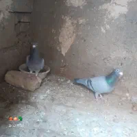 ۲۵۰۰
