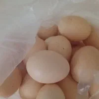 تخم‌مرغ محلی تازه و باکیقیت