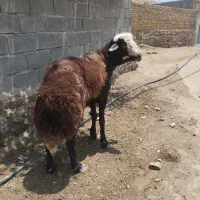 فروش قوچ عروس کله سفید