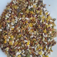 فروش انواع  دان پرنده