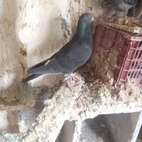 کفتر فروشی