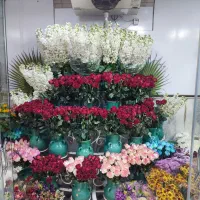 ((گل رز باکیفیت))