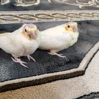جوجه عروس هلندی
