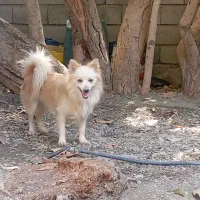 سگ اشپیز روباهی
