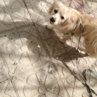 سگ پامر و اشپیتز ماده