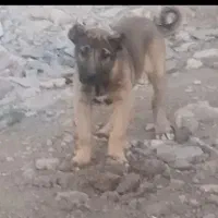 توله ماده سرابی