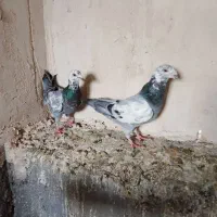 کبوتر چند جفت