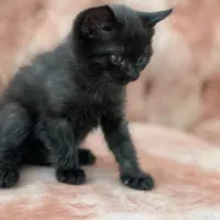 گربه