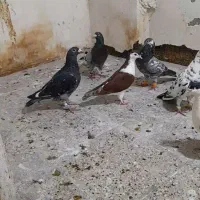 کفتر پرشی
