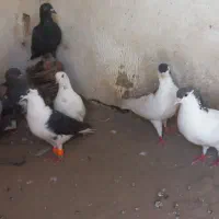 کبوتر