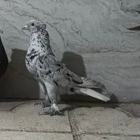 کفتر،دم سفید،شهری گلدار