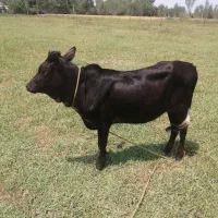 لیشه چالوسی