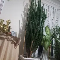 گل کاکتوس