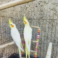 عروس هلندی مولد