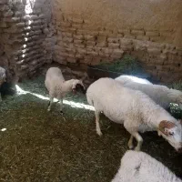 بره نر بی گوش