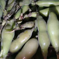 پیله باقالی