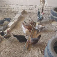مرغ و خروس