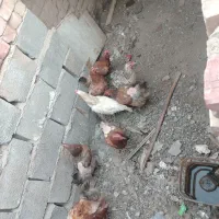 مرغ خروس