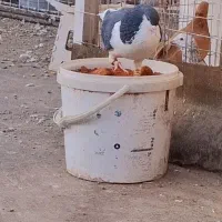 کفتر