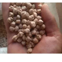 فروش نخودبهاره