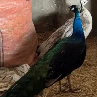 جفت طاووس مصری