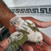 جوجه گرین|پرنده|بندر ماهشهر, |دیوار