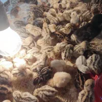 جوجه بلدرچین سه روزه