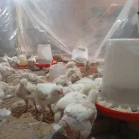 جوجه گوشتی اورگانیک