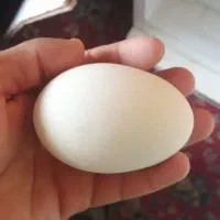 تخم قاز