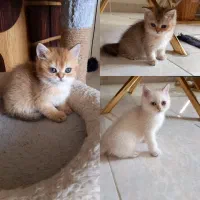 بریتیش اصیل نر و ماده